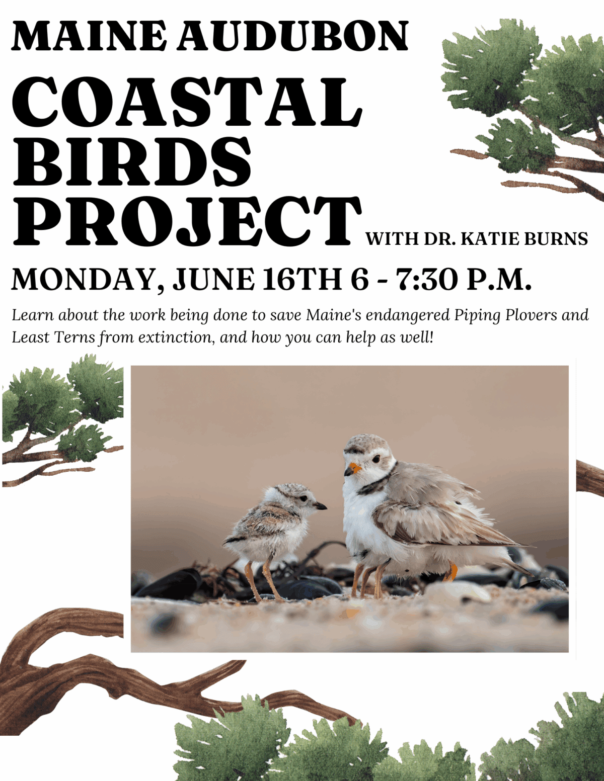 plovers flyer